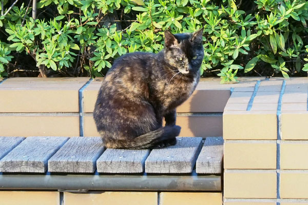 anjyu on the bench