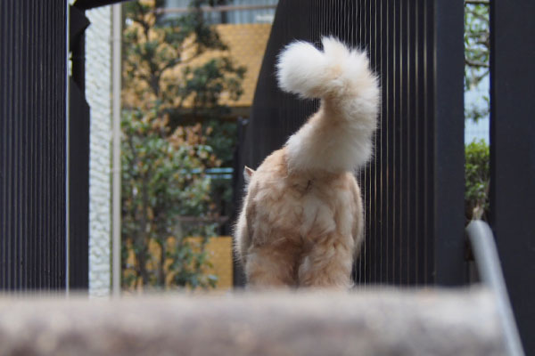 fluffy tail of Narikoma