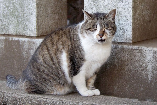 shizuku meowing