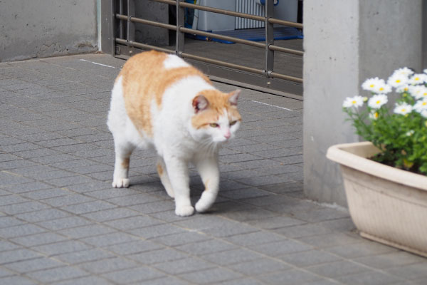 Chashirogirl walking