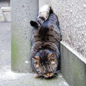 tabicinq funny posture
