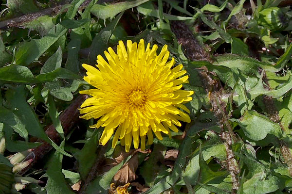 dandelion