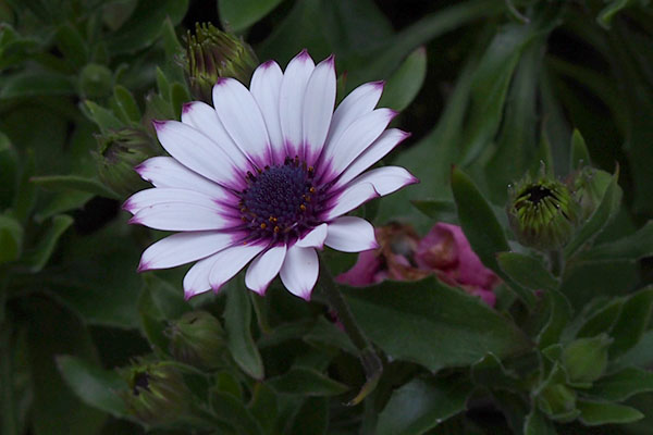 purple flower