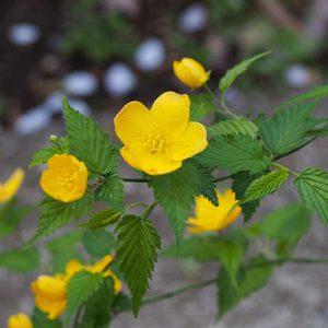 yellow flower