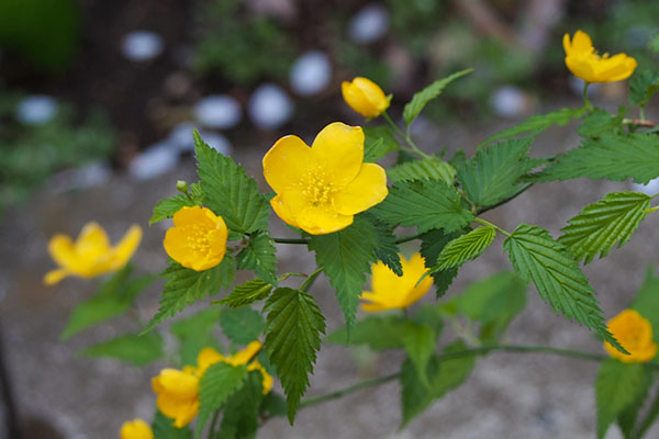 yellow flower