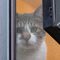 mahkun face thru screen door