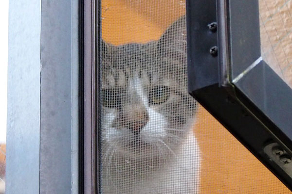 mahkun face thru screen door