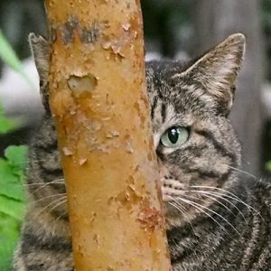 peek in the thin wood ryuryu
