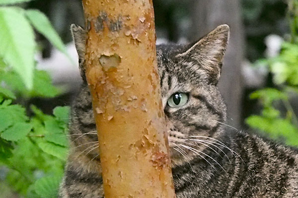 peek in the thin wood ryuryu