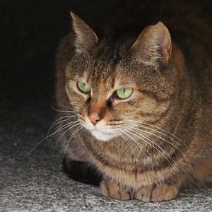 aki profile