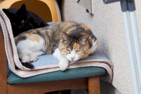 otowa and azuma on the chair