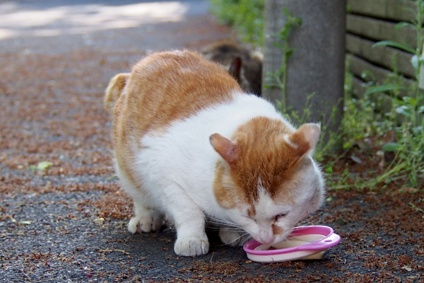 pudding eating