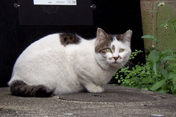 逃げる先を確認かマシュマロ