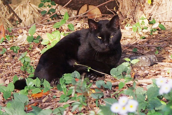black cat in slope