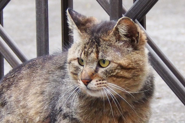 new tabby cat near saki family