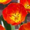 orange tulip