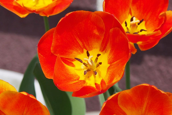 orange tulip