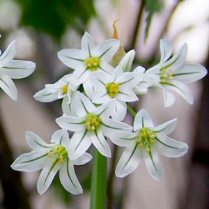 small wihte star flower