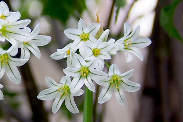 small wihte star flower