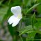 white small flower