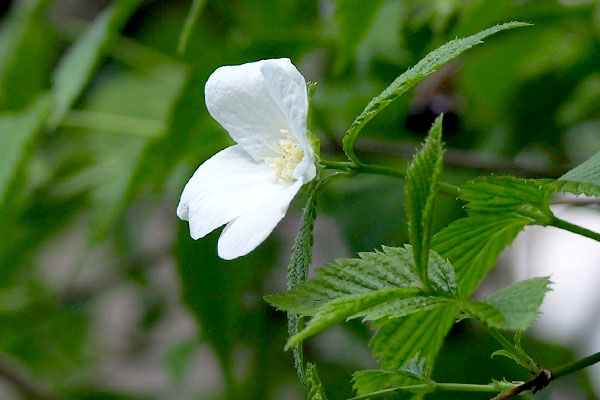 white small flower