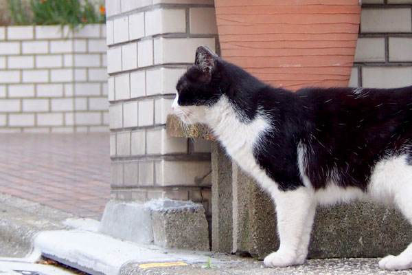 Suzu watching opposite side