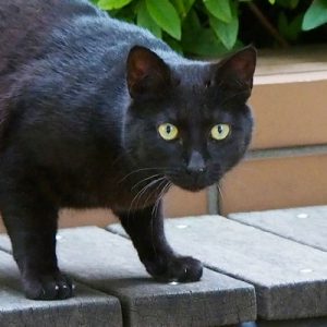 black cat face
