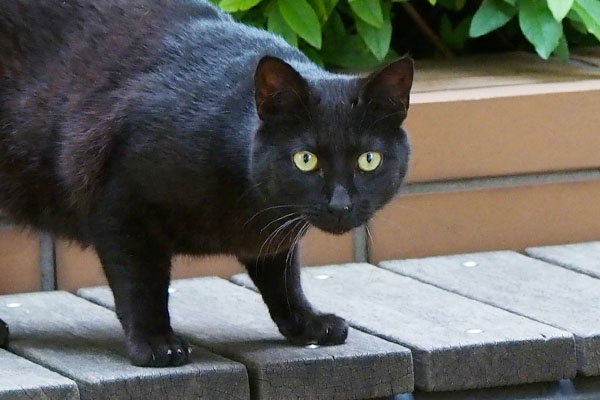 black cat face