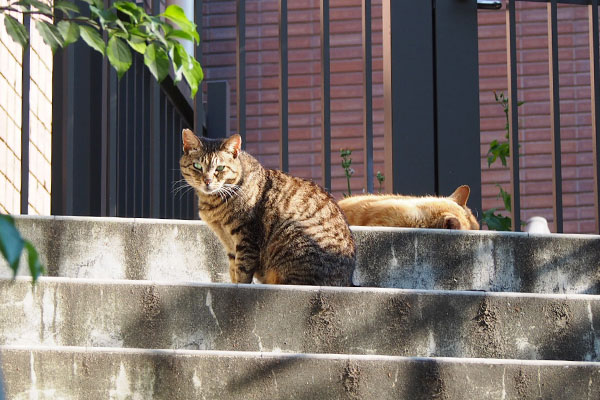 top of the step ryuuryu and coda