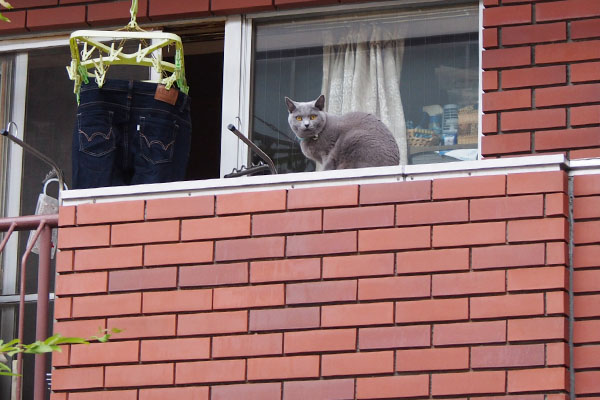 russian boy wearing blue collar