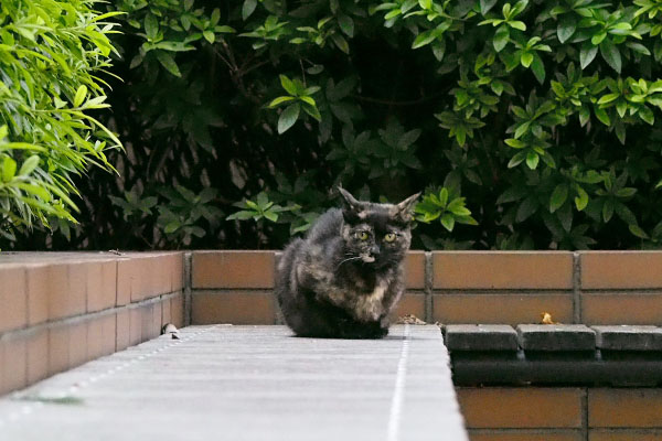 anjyu on the bench zoom