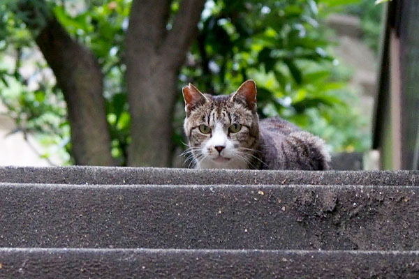 Kaikun_on the top of step