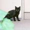 black cat kitten