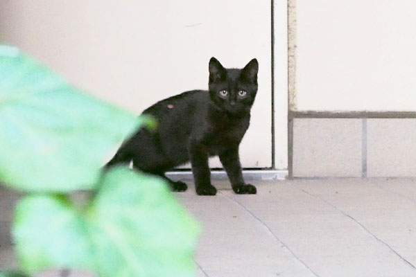 black cat kitten