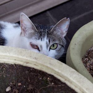 keratitis cat infront of sushishop