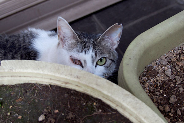 keratitis cat infront of sushishop