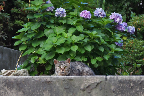 タビサンクと紫陽花１