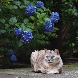 gin sitting in front of hydrangea