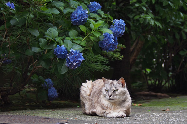 gin sitting in front of hydrangea