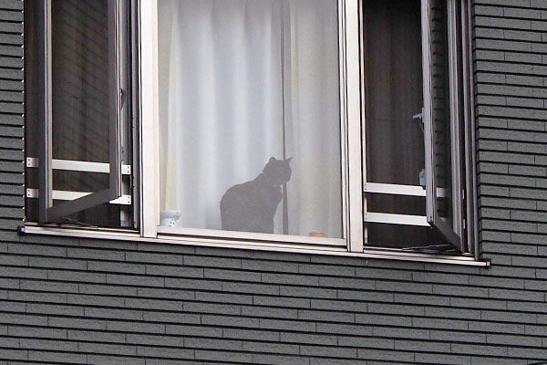 window cat