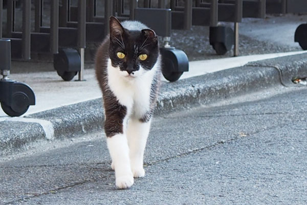 Cote walking