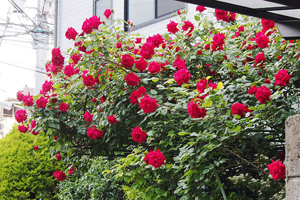 red roses