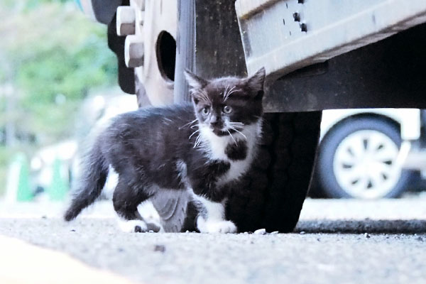 kitten in miton place