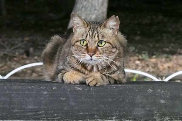 Kuratan on the bench