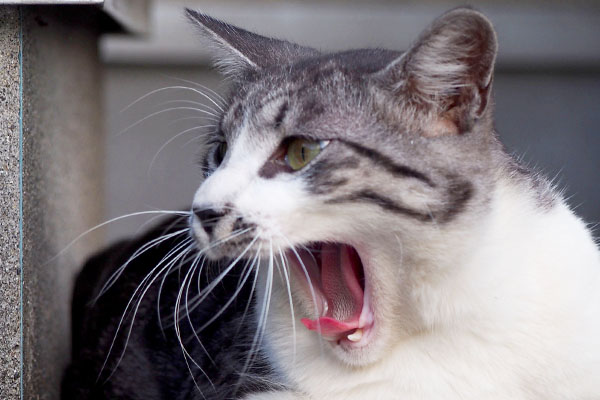tantal yawn