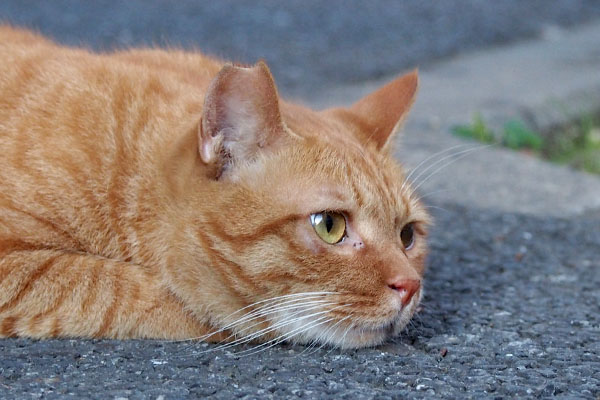 kabu face on the ground