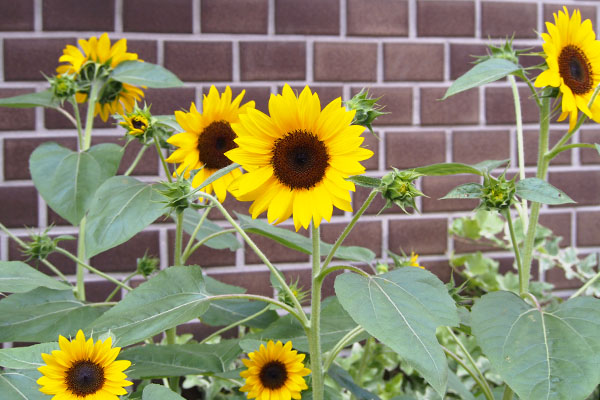 sunflower garden