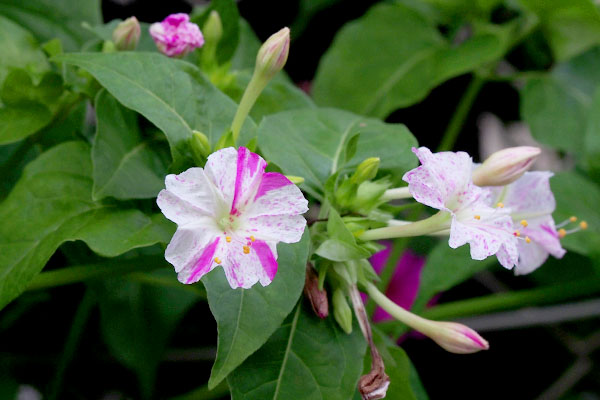 stripe pink flower