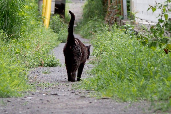 miton tail from behind