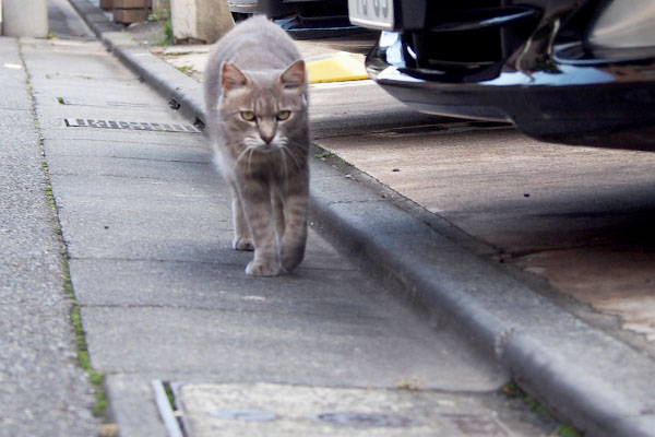 guri walking